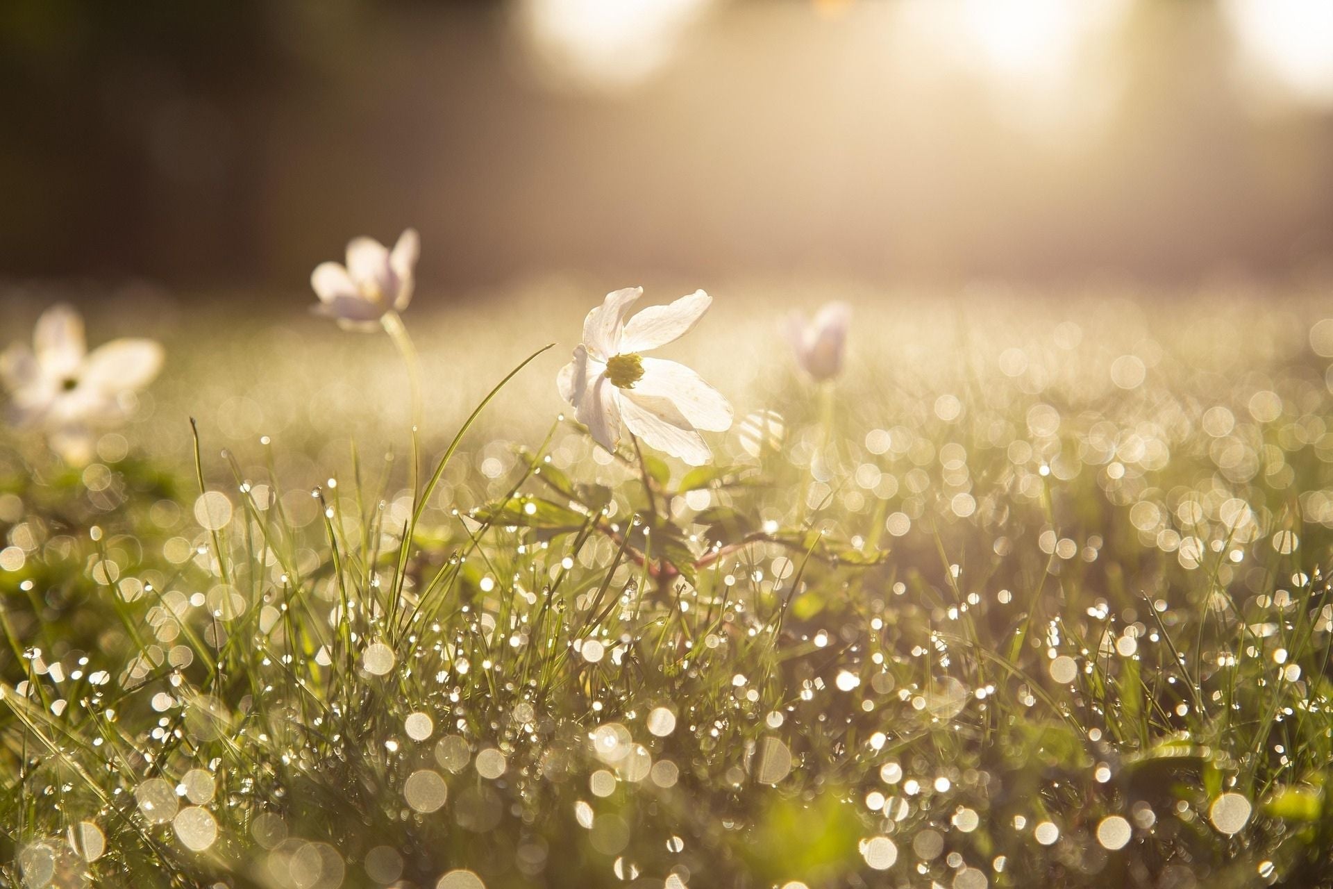 Printemps extérieur